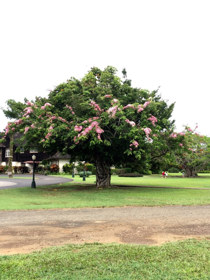 plantation, restaurant, Hawaii, Kauai