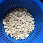 Clean seeds in a colandar