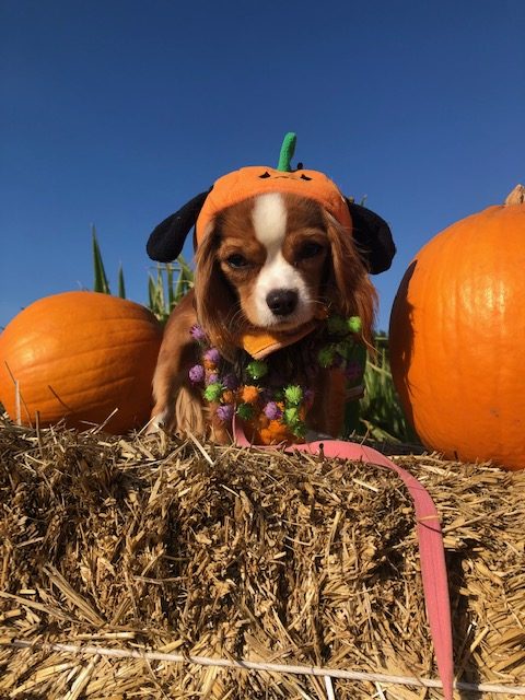 Cavalier King Charles Spaniel Puppy dressed as a pumpkin in a pumpkin patch