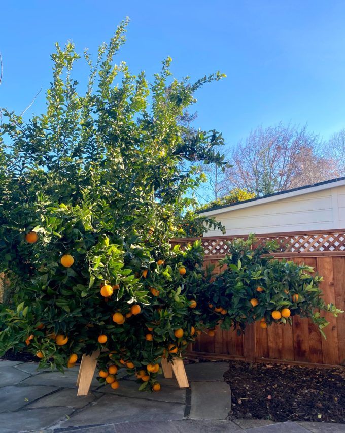 backyard orange tree