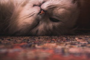 persian cat, kitten, persian rug, carpet