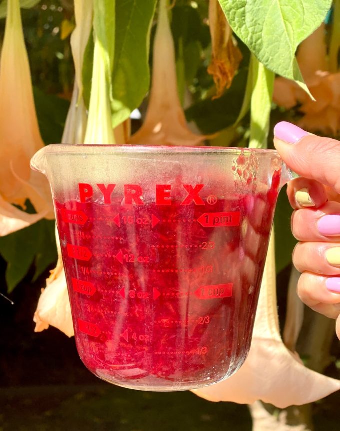 Fresh Red Plum Compote in a glass measuring cup 