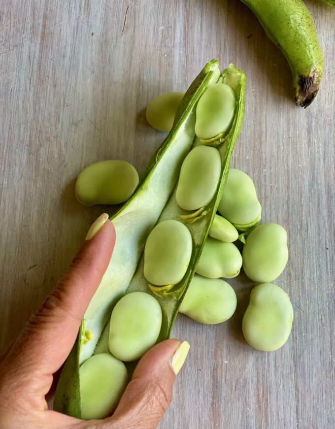 Fresh fava beans in the pod