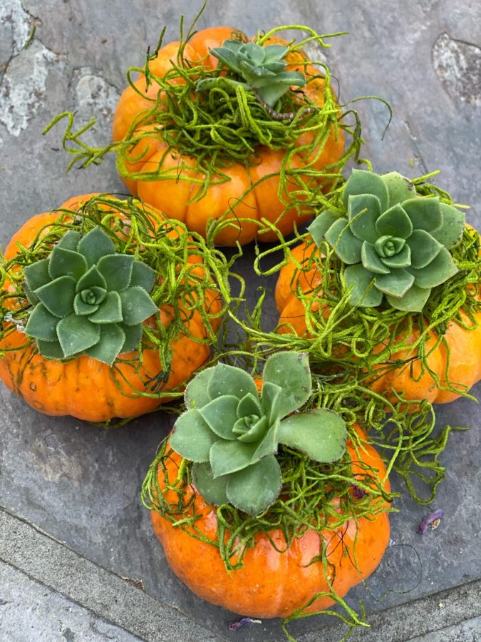 Succulent Mini Pumpkin Fall Decor
