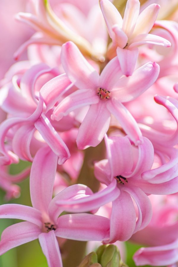 Pink Hyacinth flowers